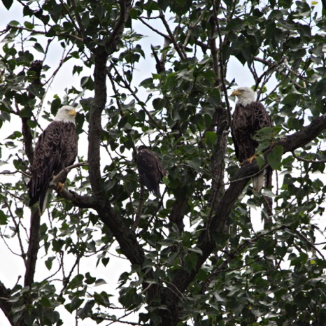 Eagle Family - NHP145 Eagle Family - NHP145